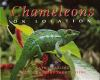 Chameleons_on_location