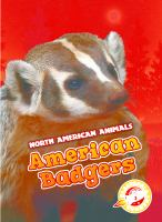American_badgers